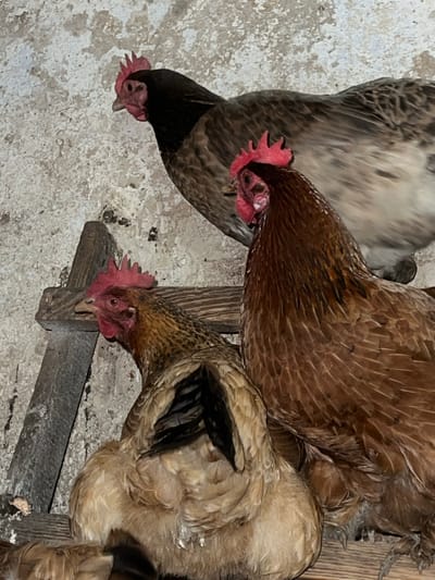 Three chickens are positioned in an indoor setting, possibly a coop, with a textured, off-white wall in the background. The chickens are varied in color, with one appearing dark brown and black, another predominantly brown, and a third a lighter tan or buff color. They are situated on wooden structures, suggesting a roosting area. The lighting is dim, casting shadows and highlighting the texture of the chickens' feathers and the rough wall. There are no people or any other animals visible in the image. The scene is devoid of specific landmarks that would indicate a location within Ilavche, Ukraine.