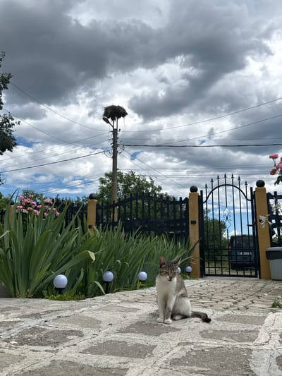 A tabby and white cat sits on a stone pathway in front of a black metal gate with yellow pillars. Behind the gate, a dark-colored vehicle is visible. Tall green plants with pink roses are to the left of the gate, and several small spherical lights are placed in the garden bed. In the background, a stork's nest is perched atop a utility pole. The sky is cloudy with patches of blue. The scene appears to be in Rusokastro, Bulgaria.