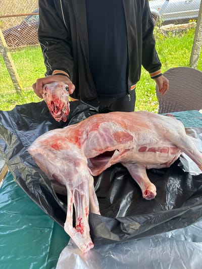 The image shows a partially butchered animal carcass resting on black plastic sheeting outdoors, likely on a table covered with green plastic. A person wearing a black jacket with orange and white stripes on the sleeve is holding the severed head of the animal. The background shows green grass and a wire fence. The setting appears to be outdoors, possibly in a rural area. The image depicts a scene of animal butchering. There is no definitive evidence to confirm the exact location in Gorna Grashtitsa, Bulgaria, solely based on the image.