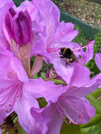 This close-up outdoor photograph depicts a bumblebee actively foraging on a vibrant purple or lavender flower, likely a rhododendron, in Wisła, Poland. The bumblebee, distinguishable by its fuzzy black and yellow striped body, is positioned centrally on one of the large blossoms, its head immersed as it collects nectar or pollen. Visible yellowish pollen sacs are evident on its hind legs.
The flower exhibits delicate, somewhat ruffled petals in varying shades of purple and pink-lavender. Multiple prominent stamens with curved filaments and yellow anthers extend from the flower's core. Deeper within the cluster, partially opened buds or younger blooms in richer, darker purple hues are visible. The background is softly blurred, revealing lush green foliage and hints of brown, suggesting a natural garden setting or a similar outdoor environment. The bright, even lighting indicates a daytime scene. No text is visible in the image. The photograph captures a moment of natural activity and highlights the intricate relationship between pollinator and plant.