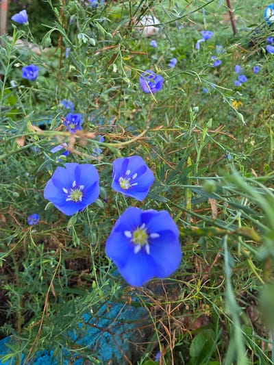 A close-up, eye-level shot captures a cluster of delicate, vibrant blue flax flowers blooming in what appears to be a garden or field. The flowers are the primary focus, with their five petals and yellow centers. They are surrounded by thin, green stems and leaves, some of which are dry and brown, suggesting a natural, perhaps slightly unkempt, setting. The background is a blur of green foliage and hints of a blue tarp or fabric, possibly for gardening. The lighting is natural, suggesting an outdoor scene during daylight. The location is identified as Буренка, Russia.