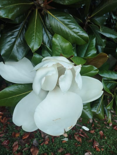 A close-up, eye-level shot captures a white magnolia flower in bloom, its petals unfurling against a backdrop of glossy, dark green leaves. The flower, predominantly white with hints of brown on the edges of some petals, occupies the central and lower portion of the frame. The leaves, characteristic of a magnolia tree, are lush and vibrant, with some showing a slight sheen from moisture or polish. The lower edge of the image transitions to a ground covered in green grass and scattered with fallen brown leaves, suggesting an outdoor setting. The scene appears to be a natural environment, likely a garden or park. There are no people or animals visible. The lighting suggests it is daytime, possibly overcast given the diffused light. The image is sharp and detailed, focusing on the texture of the petals and leaves. The specific location in Lugano, Switzerland, is not discernible from the visual information provided in the image.