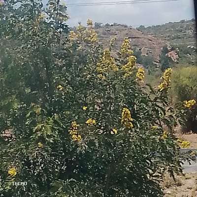 The image displays a natural outdoor scene located in Kinanie ward, Kenya. The foreground is occupied by a large tree or shrub featuring dense green foliage and numerous clusters of bright yellow flowers, many exhibiting an elongated, spike-like form. A '© TECNO' watermark is present in the lower-left corner. In the background, rolling hills with prominent rocky outcrops are visible, sparsely covered with vegetation. The sky above is overcast or hazy. Overhead, what appear to be utility lines or power lines span across the upper portion of the frame. A narrow, unpaved strip, possibly a road or path, is partially visible at the lower right, receding into the background and partially obscured by sparse groundcover. No individuals or discernible actions are present within the frame.