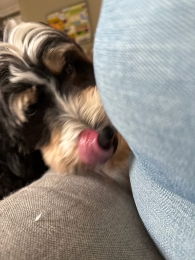 The image depicts a close-up, indoor scene in Princeton, United States, focusing on a dog interacting with a person. A tri-color dog, predominantly black with white and tan markings on its face and chest, occupies the left side of the frame. Its pink tongue is extended, visible against its black nose, directed towards the right. The dog's eye is partially visible but blurred. The right half of the image is dominated by light blue denim fabric, consistent with jeans, which appears to be the target of the dog's licking action. Below the dog's head, a gray, woven fabric surface is visible, likely representing another piece of clothing or upholstery. The background is blurred, showing light-colored walls and a hint of a framed object or artwork.