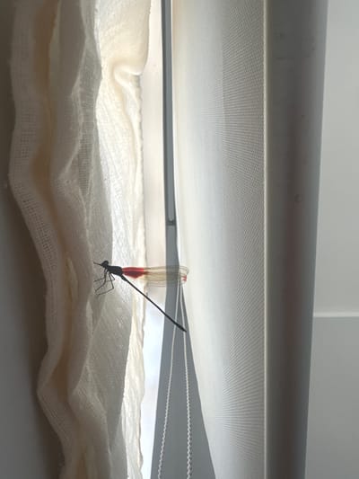 An extreme close-up shot shows a dark, slender dragonfly with bright red coloring on its abdomen. The dragonfly is perched on a white, sheer curtain, with its delicate wings and legs visible. The curtain is draped and folded, creating soft textures and shadows. The background is a bright, out-of-focus area, possibly indicating a window or light source.