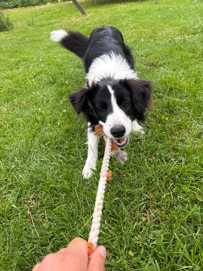 A black and white Border Collie dog is playing tug-of-war with a rope toy in a grassy outdoor area. The dog's mouth is around the rope, and its tongue is visible. The dog's body is facing the camera, and its tail is raised. The rope is being held by a person's hand, which is in the lower left corner of the image. The background is a green lawn with scattered white flowers. The scene appears to be a backyard or park in Mārupe, Latvia, given the presence of lush green grass and the typical setting for outdoor pet play.
