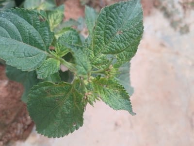 The image shows a close-up view of a green leafy plant with visible texture on the leaves. Some of the leaves show signs of damage or discoloration, with small brown spots and holes. There are also small, unopened buds clustered at the center of the plant. The background is blurred, showing patches of reddish-brown soil and lighter-colored ground. The scene appears to be outdoors, possibly in a garden or natural setting. There is no indication of the specific location within Rahwol Chom, Nigeria, nor are there any people or actions depicted.