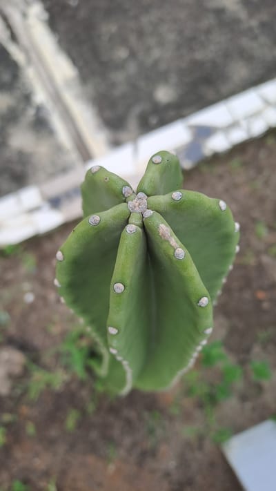 A close-up, top-down view captures the apex of a green cactus in Julicotmeurak, Indonesia. The cactus exhibits five distinct ribs, each lined with small, light-colored areoles. One rib shows a light brown discoloration. The background is blurred, showing brown soil with sparse green vegetation and an out-of-focus concrete structure with white markings.