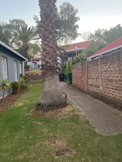 The image depicts a residential exterior in Johannesburg, South Africa, during daylight hours. A large palm tree with a textured trunk dominates the foreground. To the left, a single-story house with grey walls and white-framed windows is visible. In front of the house, a neatly manicured lawn is bordered by a strip of garden with low-lying plants and mulch. A paved walkway runs along the right side of the image, bordered by a textured brick wall. Behind the wall, hints of red-tiled roofs suggest neighboring properties. A black garbage bin with the number "7" is positioned near the base of the palm tree. The sky is a pale blue, indicating clear weather. The overall scene is one of a well-maintained suburban environment.