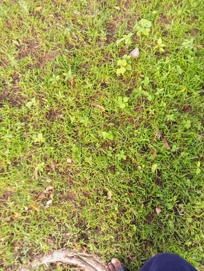 The image shows a patch of green grass with scattered dry leaves on the ground. In the bottom right corner, a person's leg wearing a dark blue corduroy pant is visible, and in the bottom left corner, a bare foot with sandals is partially visible. The scene appears to be an outdoor ground surface, possibly a lawn or park, in Zinna, Nigeria. The lighting suggests it is daytime.