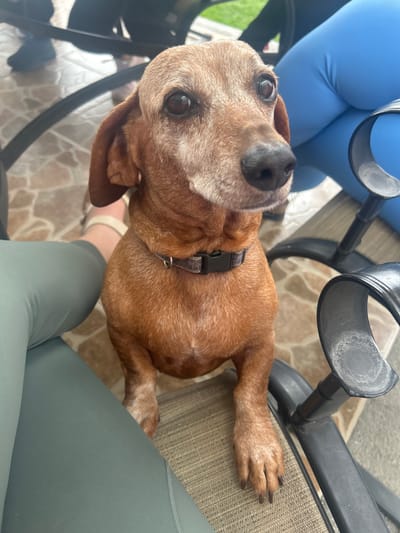 A tan and white short-haired dog sits on the floor between two people seated in chairs, both wearing leggings (one blue, one olive). The dog wears a gray collar with a black buckle. The scene is outdoors on a patio with light tan tile flooring. Metal chair legs are visible. The image does not contain sufficient information to determine the location is Barrio de Nuevo León, Mexico.