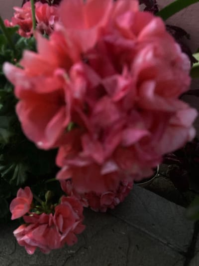 The image shows a close-up, somewhat blurred view of pink flowers, likely geraniums, with green foliage. The flowers are clustered together, with a large, full bloom dominating the foreground and a smaller cluster of blooms in the lower left of the frame. The background is dark and indistinct, but appears to be an outdoor setting. The flowers are set against a textured, grey surface, possibly stone or concrete. The location information provided, "Міханавіцкі сельскі Савет, Belarus," places this scene in a rural administrative region within Belarus. There are no people or visible actions depicted in the image.