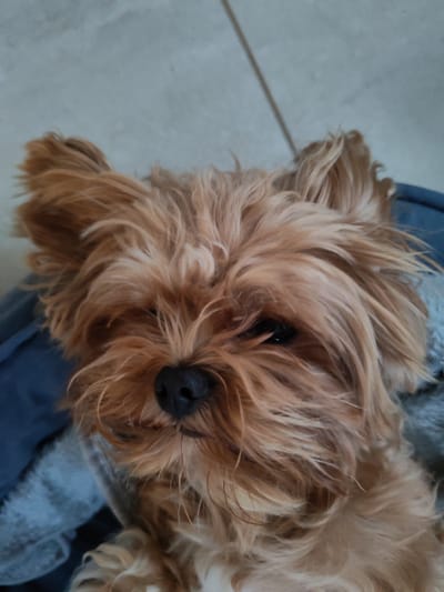 A close-up, overhead shot shows a light brown Yorkshire Terrier dog lying down. The dog's fur is disheveled and appears to be its natural color. Its eyes are partially closed, and its nose is visible. The dog is resting on a blue blanket or cushion. The background is out of focus and appears to be a tiled floor. The image provides no information about the location in Bol'shie Mkhi, Russia.