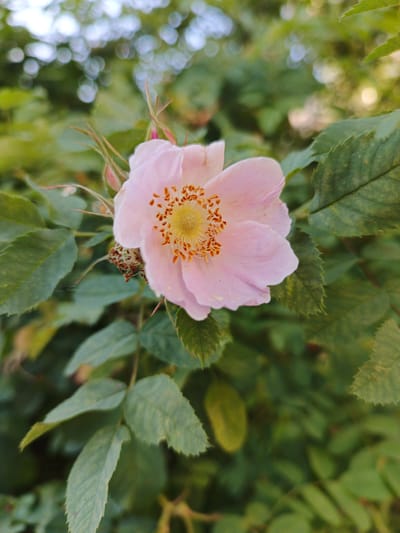 A close-up, eye-level shot shows a single, delicate pink rosehip flower in full bloom. The flower is positioned slightly off-center to the right, with its pale pink petals unfurling around a bright yellow center filled with numerous dark orange stamens. Several small, dried seed pods are visible to the left of the flower, and thorny stems are present. The flower and its immediate surroundings are sharply in focus, while the background consists of lush green foliage and soft, out-of-focus bokeh circles of light, suggesting a natural outdoor setting. The image was captured in Zlatoust, Russia.