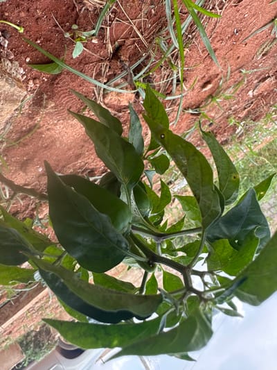 A high-angle, close-up view depicts the upper portion of a leafy green plant, likely a Capsicum species, positioned against a reddish-brown soil background in Ilishan, Nigeria. The plant features multiple dark green, ovate leaves with pointed apices, some exhibiting minor surface discoloration and small, circular perforations. The visible stems are purplish-green and support the leaf structures. The immediate ground cover consists of exposed, disturbed reddish-brown soil with visible striations and sparse, dried light-green grass blades. No individuals or overt actions are present within the scene.