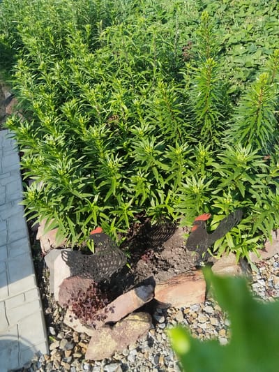 This is a high-angle, medium shot of a garden bed in Bezlesnyy, Russia. The garden bed is filled with lush, green foliage and features two black metal chicken decorations with red accents on their heads. These decorations are placed among rocks and gravel. To the left, a pathway made of light-colored, rectangular pavers is visible. The scene is illuminated by natural sunlight, casting shadows from the foliage and decorations.