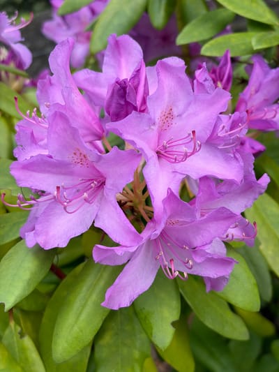 A close-up photograph displays a vibrant cluster of purple and lavender rhododendron flowers in full bloom. The foreground is dominated by several large, open blossoms, each showcasing soft, ruffled petals with varying shades of violet and hints of white towards the center. Prominent stamens with light-colored anthers and a central pistil extend from the heart of each flower. Many petals feature small, reddish-brown, freckle-like patterns, particularly on the lower lobes. The flowers are brightly lit, indicating a daytime scene, and appear fresh and delicate. In the background, lush green leaves, likely from the same plant, are softly blurred, creating a shallow depth of field that emphasizes the floral subjects. The composition highlights the intricate details and natural beauty of the blossoms. No people, man-made objects, or text are visible, and the scene is static.