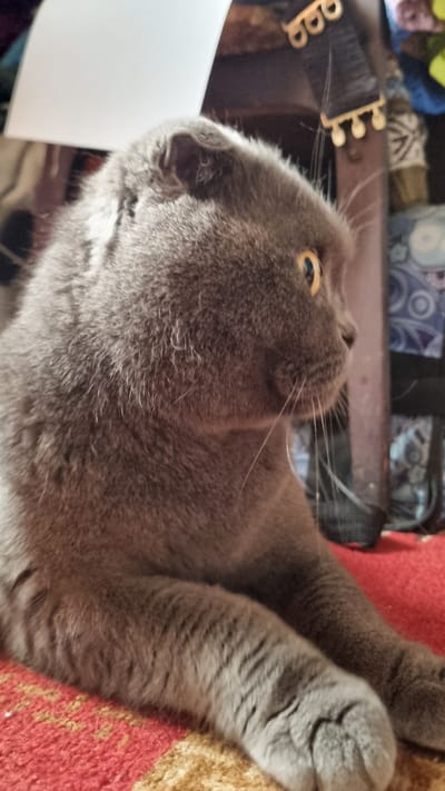 A medium shot shows a gray Scottish Fold cat with yellow eyes lying on a red carpet. The cat is positioned in profile, facing right, with its head tilted slightly upwards. Its ears are folded forward. The background is cluttered with various objects, including a wooden structure with decorative gold accents, what appears to be a musical instrument with strings, and colorful fabric. A white sheet of paper is visible in the upper left corner. The scene does not provide any specific indicators of its location within the city of Vysokoe, Russia.