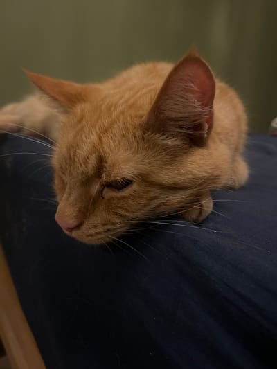 A close-up, eye-level shot focuses on an orange tabby cat lying on a dark blue surface, likely fabric, with a muted green wall in the background. The cat's head is turned to the left, and its eyes are partially closed, suggesting it is resting or sleepy. Its fur is short and appears to be a warm, orange hue. Long, white whiskers extend from its muzzle. The cat's pink nose is visible. The blue surface beneath the cat is slightly creased and has a few stray hairs and possibly some debris on it. The lighting is dim, casting soft shadows and highlighting the texture of the cat's fur and the fabric. The image does not contain any elements that indicate a specific location within the city of Zabrze, Poland, or any urban context.