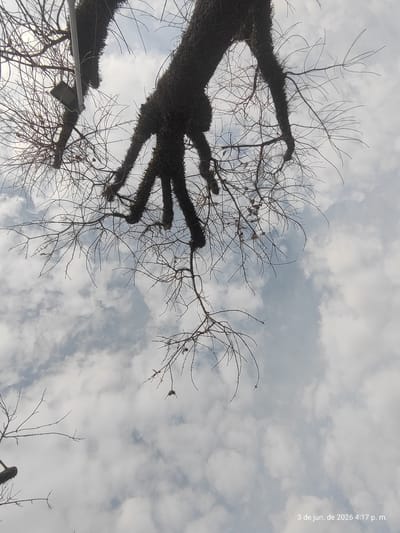 The image, taken in Villa Domínico, Argentina, captures a low-angle perspective looking up into the canopy of a large tree (or multiple trees) against a cloudy sky. The main trunks and thicker branches of the tree are visible on the left side of the frame, appearing dark and textured, possibly covered in moss or dense bark. Numerous slender, bare branches extend upwards and outwards, forming an intricate, skeletal pattern against the sky, with only a few small clusters of dried leaves or buds clinging to them.
The sky is filled with soft, diffused clouds, ranging from light to medium grey, suggesting an overcast or partly cloudy afternoon. In the bottom-left section, a rectangular light fixture, possibly a street light or security camera, is attached to a light-colored pole or directly to a tree trunk, partially obscured by the branches. The overall scene is static, devoid of people or discernible activity.
A timestamp is visible vertically in the upper right corner, reading "3 de jun. de 2026 4:17 p. m.", indicating the photograph was taken in the late afternoon. The bare branches are consistent with winter in the Southern Hemisphere, aligning with the June date in Argentina.