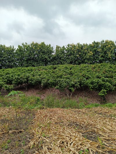 The image depicts a field in Quevedo, Ecuador, under an overcast sky. The foreground consists of a field covered in dried corn stalks and some emerging green shoots. A patch of mixed grass and weeds separates the cornfield from a raised bank covered in a layer of decaying leaves. On the bank grow rows of small, densely foliaged trees. Behind these trees is a taller row of similar trees, creating a tiered effect. The sky is a uniform gray, indicating cloudy conditions. No people or animals are visible in the scene.