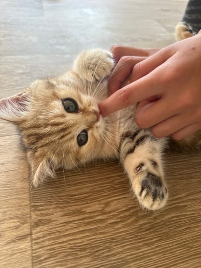 An overhead shot shows a fluffy, ginger and white kitten lying on its back on a light brown wooden floor. The kitten's eyes are wide and green, and it has white whiskers. A person's hand is gently touching the kitten's nose with an index finger. The kitten's paws are visible, with one paw reaching up towards the hand. The background is a blurred wooden floor, suggesting an indoor setting. The image is well-lit, with natural light illuminating the scene. There is no information about the location in Mokino, Russia.