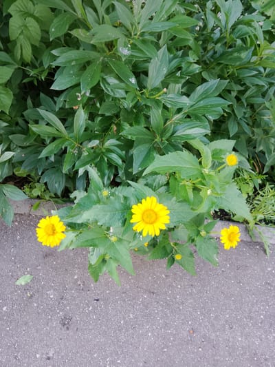 This is a top-down, medium shot of a patch of yellow flowers growing alongside a paved walkway. The flowers are the primary subjects, with four clearly visible blooms and several buds. The largest flower is in the lower left of the frame, a vibrant yellow daisy-like flower with a dark center and numerous ray petals. To its right, slightly further back, is another similar flower. Further to the right and slightly higher up, a third flower, smaller and brighter yellow, is visible. A fourth, even smaller flower, is visible in the upper right quadrant of the image. The flowers are surrounded by green foliage, with some leaves showing a slight wilting or dustiness. Behind the flowers, a dense hedge of dark green leaves forms the background. The walkway is made of dark gray asphalt with a rough texture, and a few small pebbles and a single fallen green leaf are visible on it. The lighting suggests it is daytime, possibly late morning or afternoon, with no strong shadows. The overall impression is a naturalistic scene in an urban or suburban setting, possibly a garden or park area. The location is Bugulma, Russia. No text is visible in the image.