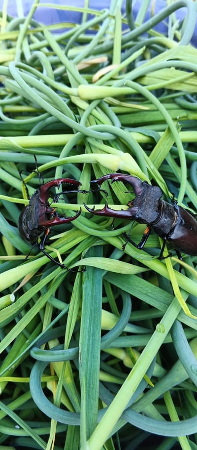 Two stag beetles, identifiable by their prominent mandibles, are positioned in the center of the frame, appearing to engage in a confrontation. They are surrounded by a dense bed of green, elongated stalks, likely garlic scapes. The beetles are dark brown to black with reddish-brown mandibles. One beetle is facing left, its mandibles open, while the other faces right, also with its mandibles spread. The stalks are coiled and intertwined, creating a textured background. The lighting suggests an outdoor environment, possibly a garden or agricultural setting. There is no visible indication of the location being in Smila, Ukraine.