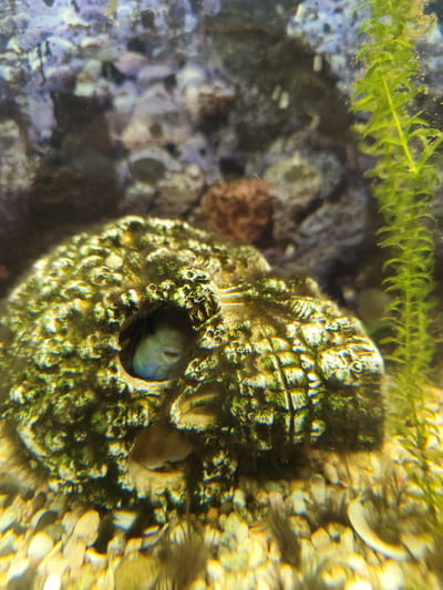 An aquarium houses a small, light blue fish peering out of a hole in a textured, green, coral-like structure. The background is blurred, showing rocks and a green plant. The scene is set within an aquarium, a contained aquatic environment. The specific location of Posyolok Imeni Morozova, Russia, is not depicted in the image itself and cannot be inferred from the visual information provided.