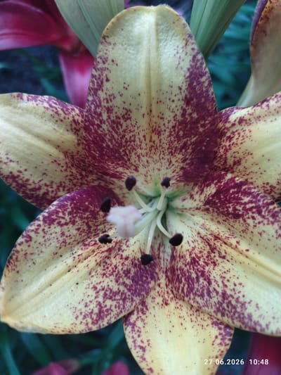 This is a close-up, vertical, outdoor photograph of a lily flower with yellow petals speckled with dark red spots. The flower is in focus, with its center showing the stamen and pistil. The background is blurred, showing dark green foliage and hints of pink flowers. The lighting suggests it is daytime, possibly late morning or early afternoon, as there is natural light illuminating the flower. The image is visually appealing, highlighting the intricate patterns and delicate structure of the lily. The visible text in the bottom right corner reads "27.06.2026 10:48", indicating the date and time the photo was taken. The location context provided is Zavodske, Ukraine. No people are present in the image.