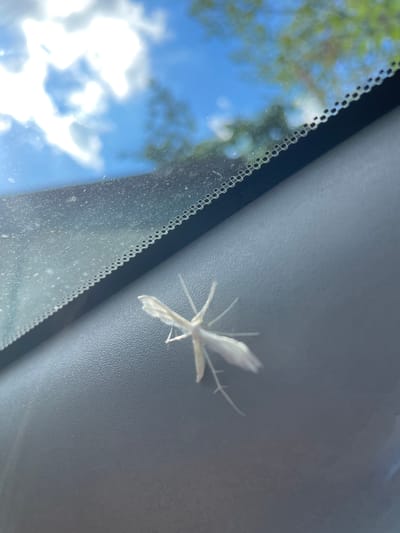 The image shows a white plume moth perched on a dark gray surface, likely the dashboard of a car. The moth has delicate, feathery wings and long, thin legs. In the background, a blurred view of a blue sky with white clouds and green trees is visible through what appears to be a car windshield. The perspective suggests the photo was taken from inside a vehicle, looking outwards and downwards. The location in Baranovka, Russia is not visually represented in the image.
