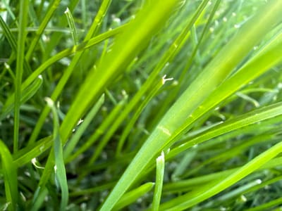 The image shows a close-up view of green grass. The grass blades are elongated and textured, with a uniform green color. The tips of some blades appear cut or broken, revealing lighter, off-white colors. The background is blurry, further emphasizing the grass blades in the foreground. The image does not provide evidence to suggest that the location is in the city of Markovo, Bulgaria, or of any people, subjects, objects, actions, or interactions within the environment.