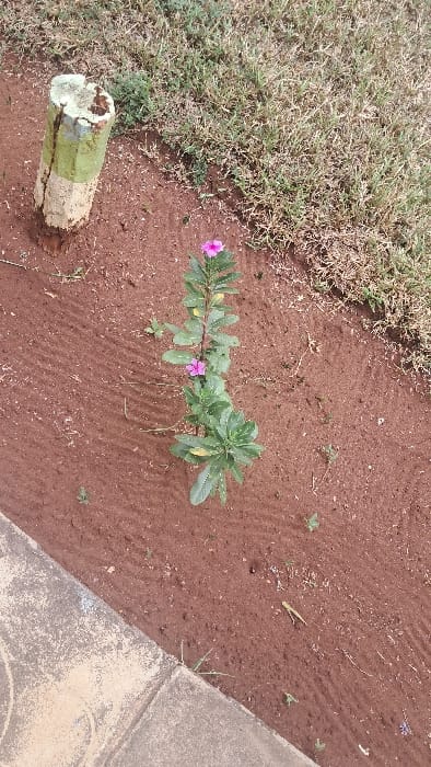 A close-up, high-angle view depicts a small section of ground within the Waa Ngombeni ward, Kenya. The scene is dominated by reddish-brown soil, appearing recently tilled or raked, evidenced by faint parallel linear marks. In the center of the frame, a single plant with vibrant green leaves stands, displaying two distinct pink flowers. Sparse, small green weeds are scattered throughout the soil. In the upper left, a weathered, truncated wooden post or stake, partially painted green and tan/white, is embedded in the soil. To the upper right, a patch of dry, light green and brown grass is visible. A concrete sidewalk or pathway, discolored and textured, runs diagonally across the bottom of the frame, separating the soil from an unseen area. No people or animals are present.