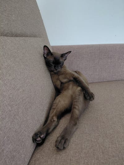 A brown cat with dark points is sleeping on its back on a sofa. The cat is lying in a very relaxed pose, with its legs extended and crossed. Its eyes are closed, and its mouth is slightly open, showing its teeth and tongue. The cat's fur is short and smooth, and its fur color is a rich brown with darker markings on its face, ears, and legs. The sofa is upholstered in a textured, light brown fabric. The background is a plain white wall and a section of the sofa that is in shadow. The image appears to be taken indoors, during the daytime. The overall mood of the image is peaceful and serene, conveying a sense of comfort and relaxation.