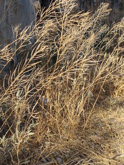 This media file depicts a close-up view of dry, golden-brown weeds and grasses. The scene is dominated by the intricate network of thin, branching stems and delicate, wispy foliage. Some of the plants are lighter in color, appearing almost bleached by the sun, while others are a deeper golden hue. In the background, a blurred, textured surface, possibly a weathered wooden post or a rough stone wall, is visible. The ground is covered in a thick layer of dried vegetation and loose soil.
The lighting suggests it is daytime, with the sun casting warm light on the dry plants, creating highlights and shadows that add depth to the composition. The overall impression is one of a dry, arid environment, consistent with the stated location of Aktau, Kazakhstan, a region known for its desert and semi-desert landscapes. There are no people or animals visible in the frame, and no discernible text. The focus is entirely on the texture and form of the desiccated plant life, evoking a sense of natural resilience and the harsh beauty of a dry climate. The image conveys a feeling of stillness and the quiet passage of time, where nature's remnants take center stage.