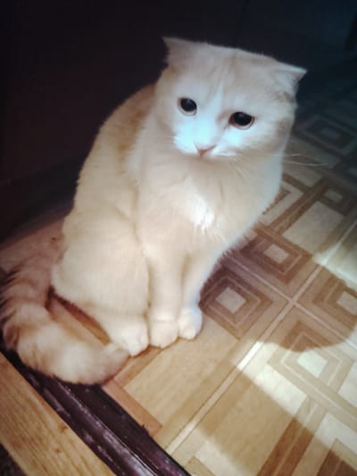 A light-colored cat with folded ears is sitting on a patterned floor. The cat has dark eyes and is looking towards the camera. The floor has a pattern of squares and diamonds. The background is dark and out of focus. The image does not provide any information about the city of Bukhara, Uzbekistan.