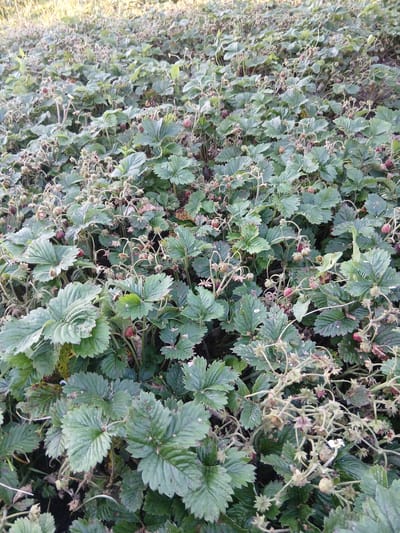 The image shows a dense field of strawberry plants with numerous small, unripe strawberries and some developing flowers. The plants have large, serrated green leaves and slender stems. The ground appears to be dark soil. The overall lighting suggests it is daytime, possibly late afternoon or early morning, with soft, diffused light. There are no people or animals visible in the frame. The location is identified as Bolshaya Usa, Russia, indicating an outdoor agricultural or garden setting.