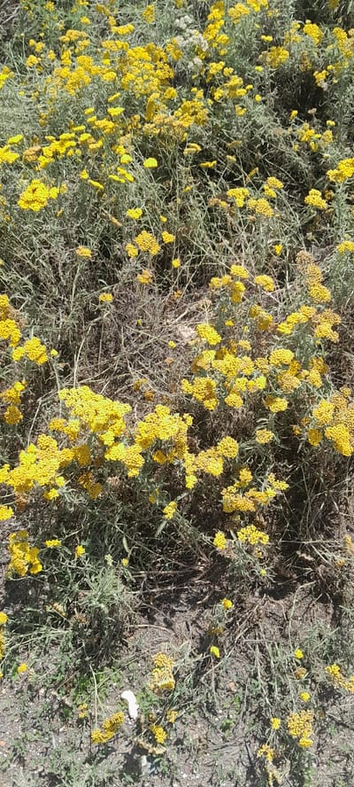 In the city of Embi, Kazakhstan, an outdoor scene unfolds with a focus on a dense patch of low-lying, green, and greyish foliage. The plants are characterized by their numerous small, bright yellow flower clusters that give the vegetation a vibrant, textured appearance. The ground beneath the plants is a mix of dry soil and scattered pebbles. A single white, irregular-shaped object, resembling a shard or a fragment, lies on the ground among the vegetation and soil. The overall impression is of a natural, undeveloped area, possibly a roadside or a wild patch within the urban landscape.
