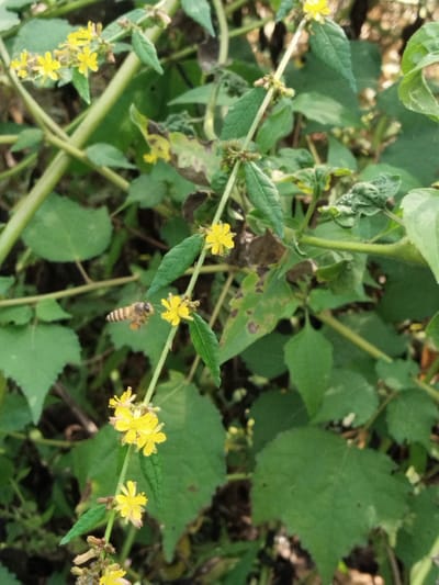 The image shows a flowering plant with small yellow flowers in Sambirejo, Indonesia. A bee is in mid-flight, approaching one of the flowers. The surrounding vegetation consists of green leaves and stems. Some leaves show signs of damage.