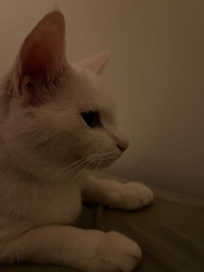 A close-up, side-profile, medium shot captures a fluffy white cat resting on a surface. The cat's head is turned to the right, with its left ear prominently visible and its right ear slightly out of frame. Its eye is open and dark, and its pink nose is slightly upturned. Long white whiskers extend from its muzzle. The cat's paws are visible, resting on a textured, dark surface, which appears to be a couch or cushion. The background is a plain, light-colored wall, and the lighting is dim, creating a warm, intimate atmosphere. The image does not provide any specific clues about its location in Oranienburg, Germany.
