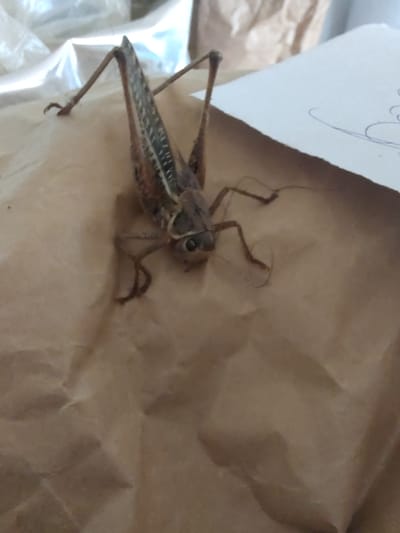 The image shows a close-up of a large grasshopper with brown and black markings resting on crumpled brown paper. The grasshopper is positioned in the center of the frame, with its long hind legs extended and its body angled towards the right. One of its front legs is also visible. The background is out of focus, but appears to include some white paper with faint blue markings and some shiny plastic material. There are no people, vehicles, or buildings visible in the image. The location is unknown.