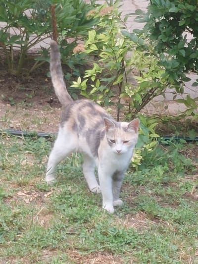 In Markovo, Bulgaria, a calico cat stands on a patch of dry grass with sparse green shoots. The cat is facing the camera, with its head slightly tilted down and its eyes partially closed. Its fur is a mix of white, grey, and tan patches. Behind the cat, there are several leafy green plants and some dry brown foliage. The background appears to be a garden or yard.