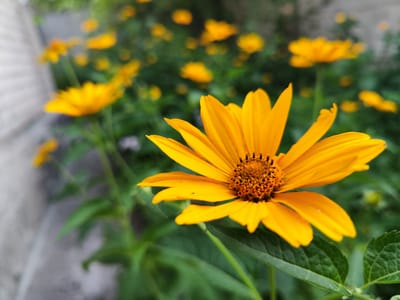 A bright yellow daisy-like flower with a prominent, textured center is in sharp focus in the foreground, occupying the right half of the image. Its petals are a vibrant orange-yellow, with some showing slight imperfections. Behind this flower, the background is a soft blur of green foliage and more out-of-focus yellow flowers, creating a bokeh effect. To the left of the main subject, a light-colored, textured surface, possibly a wall or building, is visible. The overall scene is outdoors, suggesting a garden or park setting. The image does not contain any people or depict any specific actions or interactions.
