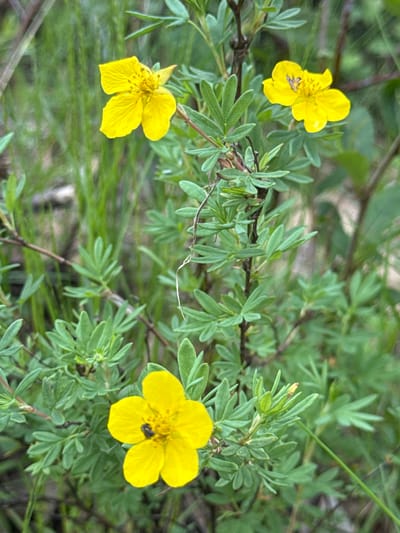 The image shows a close-up of a flowering plant with small yellow flowers and green leaves. One of the flowers has a small dark insect on it. The plant is surrounded by out-of-focus green foliage and what appears to be tall grass in the background. The lighting suggests an outdoor, natural setting. There is no visible indication of the city of Муртыгит, Russia, in the image.
