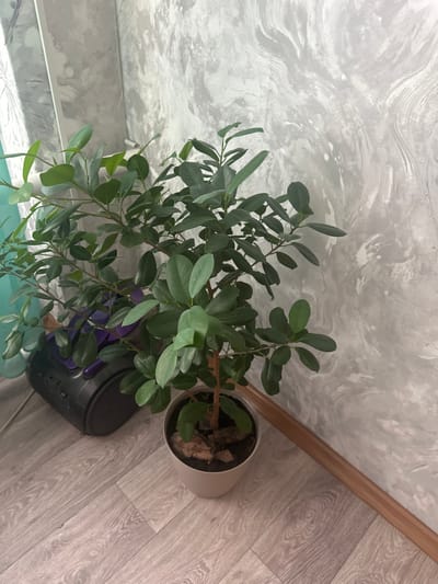 The image shows a potted plant with green leaves situated on a wooden floor next to a wall with a grey, textured pattern. To the left of the plant, a black and purple vacuum cleaner is visible. The scene appears to be indoors, likely in a residential setting. There are no people or visible actions taking place. The lighting is soft and natural, suggesting it may be daytime. The location is not specified within the image or its surrounding context.