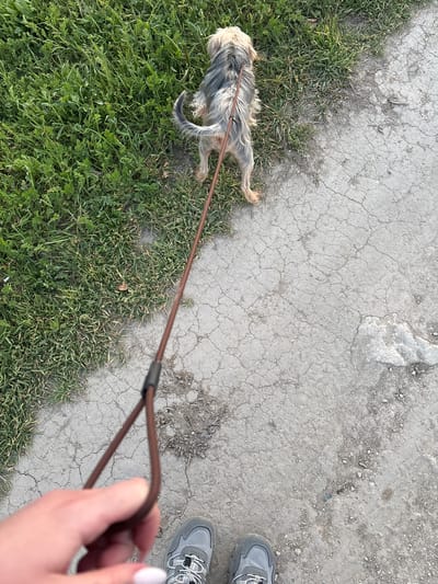 The image depicts an outdoor scene in daylight. A small, long-haired dog, possibly a Yorkshire terrier mix, is lying on a patch of green grass, restrained by a brown leash held by a person. The dog's fur is a mix of grey, black, and tan. The leash extends from the dog towards the right side of the image. The hand of a person, with white nail polish, is visible holding the leash. Part of a pair of grey athletic shoes are also visible in the bottom right. The ground is a combination of grass and cracked concrete or asphalt. The location, Chornomorskoe, Ukraine, is provided as context but not visually verifiable within the image itself.