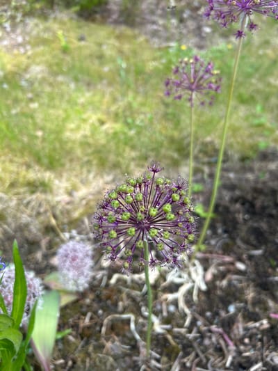 A close-up, eye-level shot shows a single blooming ornamental onion plant with a spherical purple flower head composed of numerous small florets and budding green seed capsules. The flower stalk is green and extends upwards out of focus into the background. The background features blurry green grass and brown soil with fallen twigs and leaves. In the mid-ground, to the left and slightly out of focus, a pale pink fluffy flower is visible, along with green leaves. To the right and further in the background, another ornamental onion plant with a fully bloomed purple flower head is partially visible, also out of focus. The scene is captured in natural daylight. There is no discernible evidence to determine the location within the city of Kongsberg, Norway.