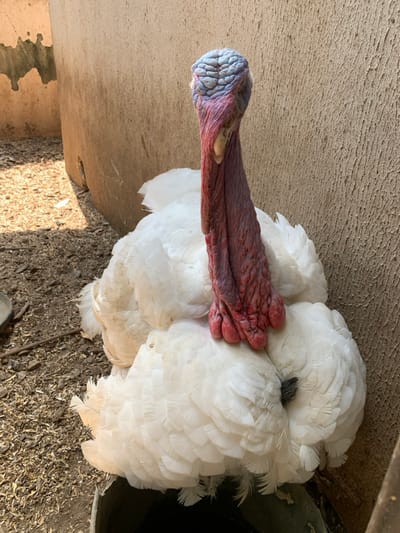 A domestic turkey with predominantly white plumage is depicted sitting on a ground composed of loose dirt and scattered organic debris, positioned against a rough-textured, light brown concrete or earthen wall. The turkey's neck and head are visibly prominent, featuring bare skin with a deep red wattle extending down the neck, and blue-grey, wrinkled caruncles on its crown. Its head is oriented slightly to the viewer's left. Shadows are cast on the ground from an unseen structure or object to the left, indicating direct overhead sunlight. A dark container, possibly a water bowl, is partially visible beneath the turkey's lower right side. The scene is located in Kurudu, Nigeria.
