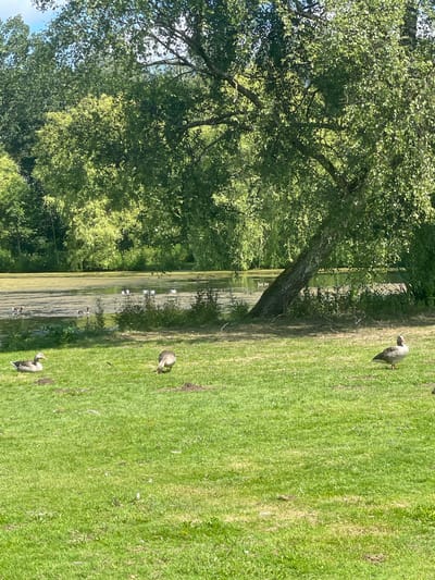 The image depicts a natural scene with a body of water in the background, likely a pond or lake, covered in a layer of green algae or duckweed. Lush green trees and foliage surround the water, with a large tree with a thick trunk and branches extending over the grassy foreground. The ground is covered in green grass, with several geese present. One goose is situated in the left foreground, facing left and resting. Another goose is in the middle ground, facing away from the camera and appearing to peck at the ground. A third goose stands in the right foreground, facing the camera and looking to its right. In the water, numerous other birds, likely more geese and possibly ducks, are visible, some swimming and others gathered together. The scene appears to be a park or natural area, potentially located in Horsens, Denmark, given the natural setting and presence of geese, which are common in such environments. The lighting suggests it is daytime, with sunlight filtering through the trees. There are no humans visible in the image.