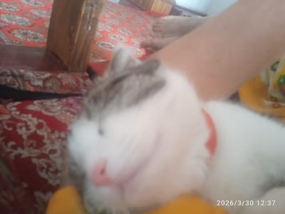 The image shows a blurry, close-up shot of a white and gray cat with a pink nose, wearing a red collar, and seemingly lying down. The background includes a patterned red carpet and a partially visible human arm and foot. The timestamp indicates the photo was taken on March 30, 2026, at 12:37. There is no contextual information to suggest this image was taken in Khujayli, Uzbekistan.